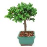 bonsai_procumbens_2_anos_19_cm_14501_2_1e074291c8f083f51dd9f215daed6d24