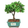 bonsai_procumbens_2_anos_19_cm_14501_3_30c100235425787c7831041058921aea