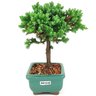 bonsai_procumbens_2_anos_19_cm_14501_4_9e67a2914238f7b2f79f31e41bddf896