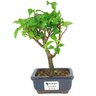 bonsai_primavera_2_anos_21_cm_14507_1_543135100dc2ec6d8c2cc4b69474da7c