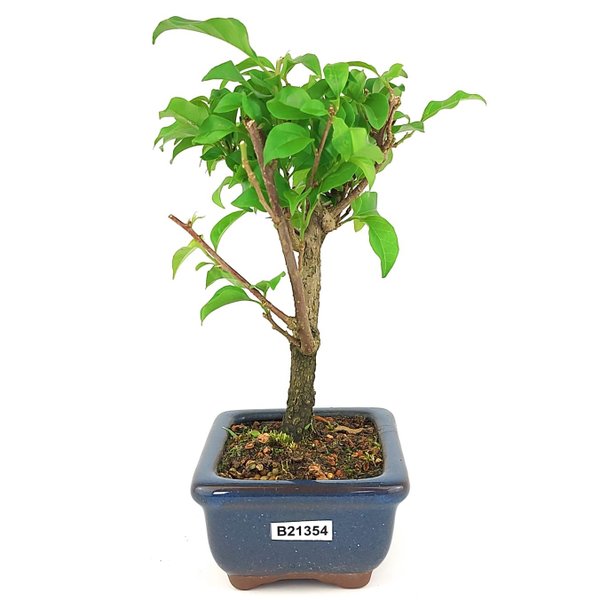 bonsai_primavera_2_anos_21_cm_14507_2_a9b30818d5e4b5447ea80c1a7a345870