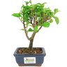 bonsai_primavera_2_anos_21_cm_14507_3_deadc7075009c33e5c938b105d52a05b