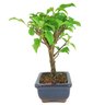 bonsai_primavera_2_anos_21_cm_14507_4_e1822bb1e20561e4f7ebcc08081400e2