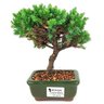 bonsai_procumbens_2_anos_17_cm_14509_1_83ed4fcfff54a502cdba3278038ff99c