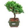 bonsai_procumbens_2_anos_17_cm_14509_4_013ebe2af604140a83987e7f0c6ed559
