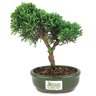 bonsai_shimpaku_2_anos_20_cm_14511_3_210582cf851db421b4dd90fb47777df4