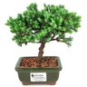bonsai_procumbens_2_anos_17_cm_14513_1_91ee1a9ddae2804c900fa6e5696d5c7b