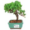 bonsai_procumbens_2_anos_18_cm_14515_1_0326e2667d51a9c67cd9b022d5bf6c56