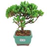 bonsai_procumbens_2_anos_18_cm_14515_2_bf51b9df50a5a0e7185df1ab9b11eddf