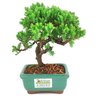 bonsai_procumbens_2_anos_18_cm_14515_3_6d61f8b72d0c90299a13d7c5c6d2775e