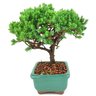 bonsai_procumbens_2_anos_18_cm_14515_4_dc913b5416ae722c38bddc88f4cd81bd