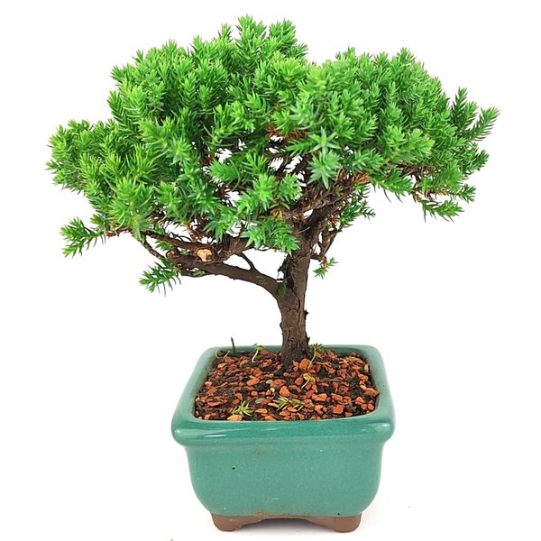 bonsai_procumbens_2_anos_18_cm_14515_4_dc913b5416ae722c38bddc88f4cd81bd