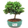 bonsai_procumbens_2_anos_19_cm_14517_1_3b438ede179c6b0941d8f0d3977ad177