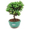 bonsai_procumbens_2_anos_19_cm_14517_2_e257e93c4d7d743eb8c1e8c374f2a64d
