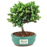 bonsai_procumbens_2_anos_19_cm_14517_3_3769e963c9616e300a702ea4b2ec06f8