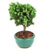 bonsai_procumbens_2_anos_19_cm_14517_4_e43f5174279135f2a6a878dd48e7827b