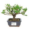 bonsai_mini_jasmim_2_anos_14_cm_14523_1_07e9ffcfd05a6cd4984236ba666a4ee5