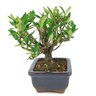 bonsai_mini_jasmim_2_anos_14_cm_14523_2_fbb7f01b18127c9e1ca79ddc26d9b5aa