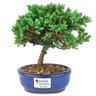 bonsai_procumbens_2_anos_17_cm_14525_1_dd698752be317144a77d84c23c1d4adc