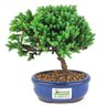 bonsai_procumbens_2_anos_17_cm_14525_4_886ca8d62bd882b24b7313db0b1f6a04
