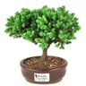bonsai_procumbens_2_anos_16_cm_14527_1_8b344c5385e844d87c5c02131ab6bc23