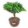 bonsai_procumbens_2_anos_16_cm_14527_2_fde1d5375d2a5ed285179a0e400e87e8