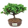 bonsai_procumbens_2_anos_16_cm_14527_3_eae446e74c982e857874e0551451ba94