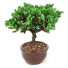 bonsai_procumbens_2_anos_16_cm_14527_4_b3c3a821bdf3d82ec1e246a3637c2db9