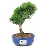 bonsai_shimpaku_2_anos_20_cm_14529_1_bce1f4349b6c267c6104cce9634b3690