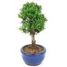 bonsai_shimpaku_2_anos_20_cm_14529_2_76bdda0e4421a453c9e8db7918106207