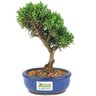 bonsai_shimpaku_2_anos_20_cm_14529_3_063ff0169da0de08b3bf94f3d25c31a6