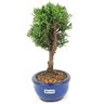 bonsai_shimpaku_2_anos_20_cm_14529_4_b503c50614dab0d783d2d4da601e25d1