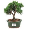 bonsai_shimpaku_3_anos_22_cm_14531_1_d04a10dc3f3de495cd172bfbfa46a60e