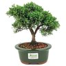 bonsai_shimpaku_3_anos_22_cm_14531_3_068cf1a06e5767857a37188699f3a047