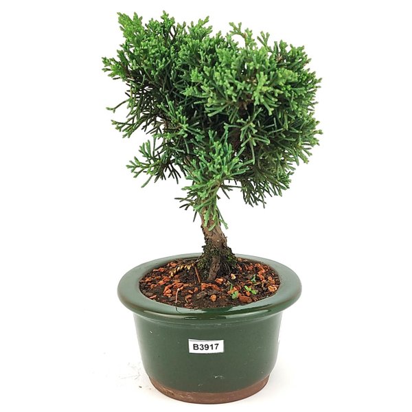 bonsai_shimpaku_3_anos_22_cm_14531_4_bafe3fd2c95aa3426e75ccf03b2461c2
