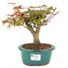bonsai_acer_deshojo_3_anos_21_cm_14535_1_d54a72393aa501ee841bf5f629339fae