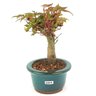 bonsai_acer_deshojo_3_anos_21_cm_14535_2_344ccde6695c19e6ef8db1f43490fe82