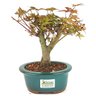 bonsai_acer_deshojo_3_anos_21_cm_14535_3_cbf0e3b499241366f9adf3147c0c3fa4