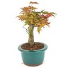 bonsai_acer_deshojo_3_anos_21_cm_14535_4_9e4fadf59d59e0a45a2d6694bfd81646