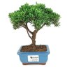 bonsai_shimpaku_2_anos_19_cm_14537_1_b9252e48fb0597a70614bffe89168323