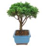 bonsai_shimpaku_2_anos_19_cm_14537_2_ec8f1a0355646ed74d57a717efb1c163