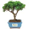 bonsai_shimpaku_2_anos_19_cm_14537_3_79a713bd16c9a9da578189e94546ae55