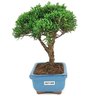 bonsai_shimpaku_2_anos_19_cm_14537_4_a106f1853a49b26b4f98ac0ee16ad906