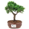 bonsai_shimpaku_2_anos_20_cm_14539_1_4d8a1b626ca20760c6123817036d831e