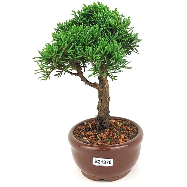 bonsai_shimpaku_2_anos_20_cm_14539_2_3253720e2c96e52dc20ea236fa3d73df