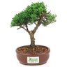 bonsai_shimpaku_2_anos_20_cm_14539_3_76c8409172f28f90b48695f9b179ba4f