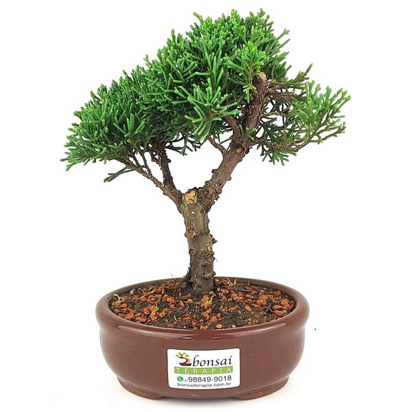 bonsai_shimpaku_2_anos_20_cm_14539_3_76c8409172f28f90b48695f9b179ba4f