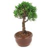 bonsai_shimpaku_2_anos_20_cm_14539_4_ccf8010375726bf620611ae85906dd63