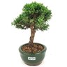 bonsai_shimpaku_2_anos_19_cm_14541_2_3a2be648213f36ae04b3d27b7e2493fe
