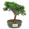 bonsai_shimpaku_2_anos_19_cm_14541_3_3e8c88911a92f9067dabacde4583d8bf